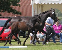 dressage horse Findelkind 3 (Westphalian, 2012, from First Selection)