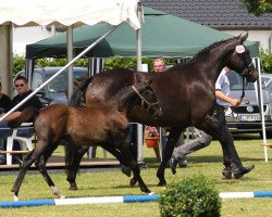 dressage horse Hengst von Sir Heinrich (Westphalian, 2012, from Sir Heinrich OLD)