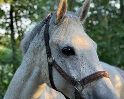 broodmare Dreamcatcher 14 (Holsteiner, 2011, from Cachas)