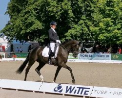 dressage horse Siegfried K 4 (Oldenburg, 2019, from Secret)