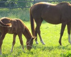 broodmare Donatha S (Hanoverian, 1994, from Donnerhall)