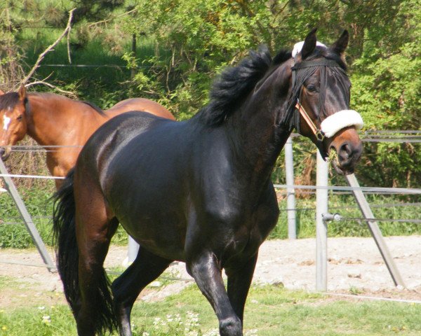 dressage horse Paddington Baer (Trakehner, 2007, from Le Rouge 7)