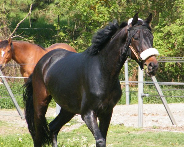 Dressurpferd Paddington Baer (Trakehner, 2007, von Le Rouge 7)