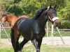 dressage horse Paddington Baer (Trakehner, 2007, from Le Rouge 7)