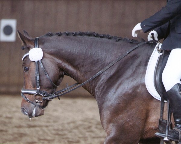 dressage horse Royal Squit (Oldenburg, 2007, from Royal Dream)