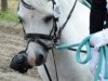 Dressurpferd Rotbuches Cold Play (Welsh Mountain Pony (Sek.A), 2011, von Dyfed Caled)