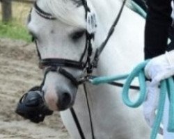 Dressurpferd Rotbuches Cold Play (Welsh Mountain Pony (Sek.A), 2011, von Dyfed Caled)