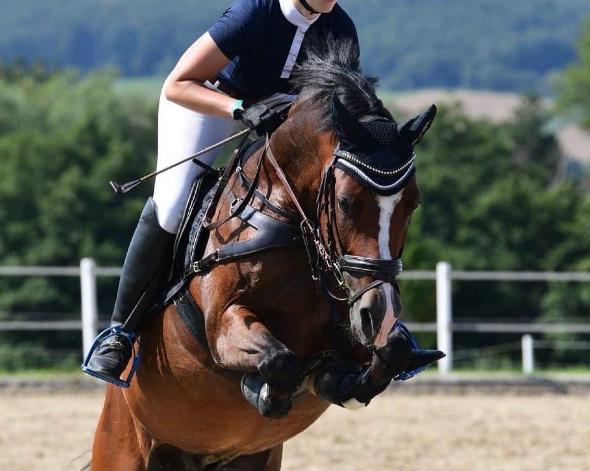dressage horse Zöthens New Dancer Fm (German Riding Pony, 2014, from Nutrix)