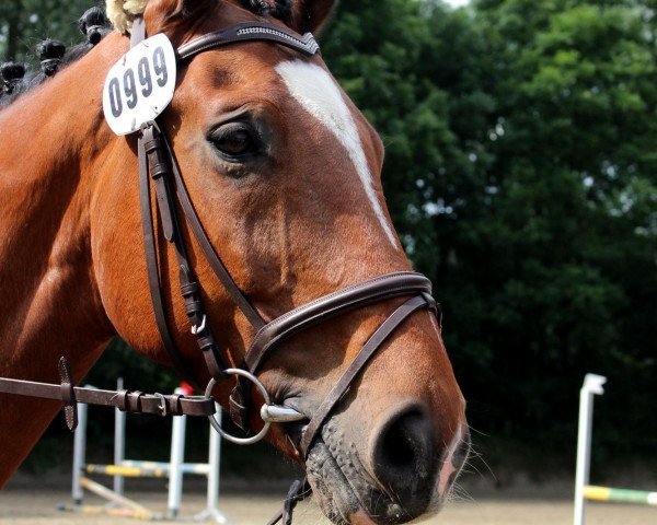 Springpferd Rising Star Samurai (Westfale, 2000, von Ribbeck)