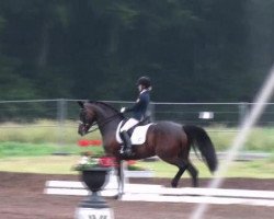 dressage horse Santa Fee (Oldenburg, 2005, from Stedinger)