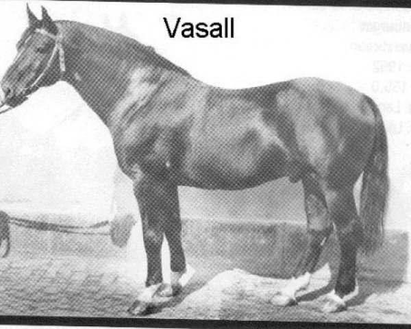 horse Vasall Mo 1283 (Heavy Warmblood, 1967, from Ventus Mo 1221)