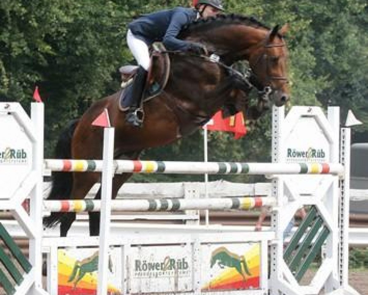 stallion Asti's Amsterdam (Hanoverian, 2001, from As di Villagana)
