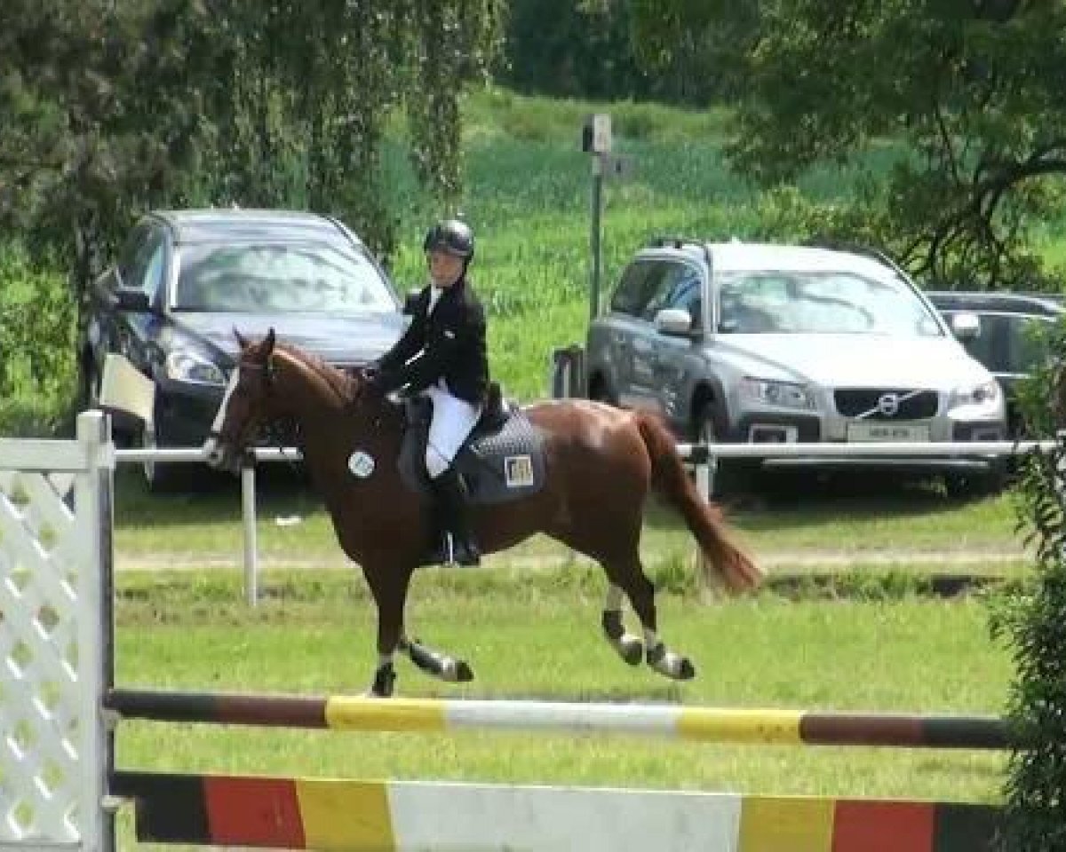 jumper Corado 77 (Pony without race description, 1999)