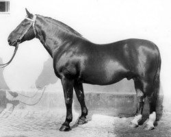 stallion Eros Mo 1222 (Oldenburg, 1962, from Elegant II 4168)