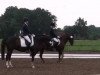 jumper Bruno 74 (German Riding Pony, 1995)