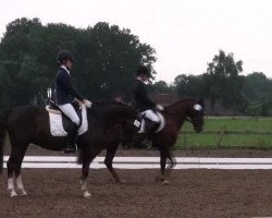 jumper Bruno 74 (German Riding Pony, 1995)