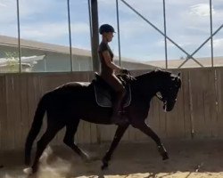 dressage horse Royal Angel (Oldenburg, 2016, from For Romance I)