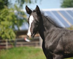 Springpferd Czemmi R (Holsteiner, 2022, von Cahil)