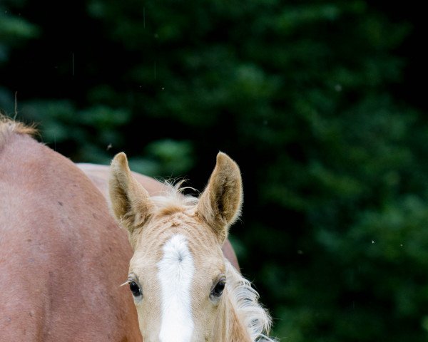 dressage horse Golden Dew YS (German Riding Pony, 2022, from Gamble Sd)