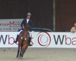 broodmare Chanel Gold (Oldenburg show jumper, 2003, from Landgold)