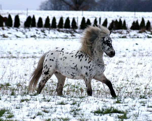 Dressurpferd Mr. Spook (Shetland Pony, 2001)