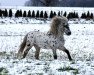 dressage horse Mr. Spook (Shetland Pony, 2001)