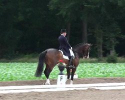 Zuchtstute Untouchable (KWPN (Niederländisches Warmblut), 2001, von Obelisk)