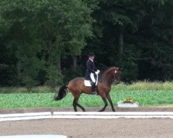 dressage horse Dr.Doolay (Oldenburg, 2003, from Dr Doolittle 45)