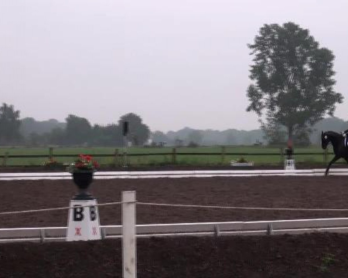 dressage horse Wanda (German Riding Pony, 1996, from Astral)
