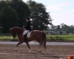 dressage horse Florenzio (Oldenburg, 2001, from Friendship)