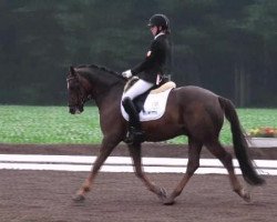 horse Piko Red (German Riding Pony, 2003, from Pilgrim’s Red)