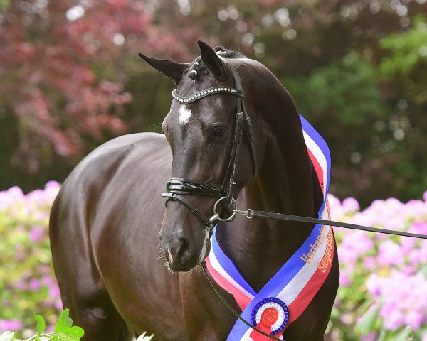 broodmare La Perla (Holsteiner, 2018, from Casall)