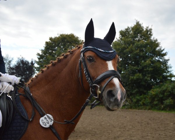 Springpferd Starpower Laika (Deutsches Reitpony, 2007, von Viktoria's Colano)