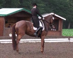 dressage horse Donna Clara L (Oldenburg, 2002, from Relevant)