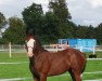 Springpferd Stute von Hickstead White / Ludwig von Bayern (Oldenburger Springpferd, 2020, von Hickstead White)