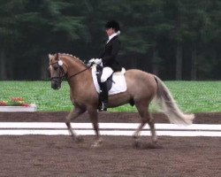 dressage horse Baris Sun Beauty (unknown, 1992)