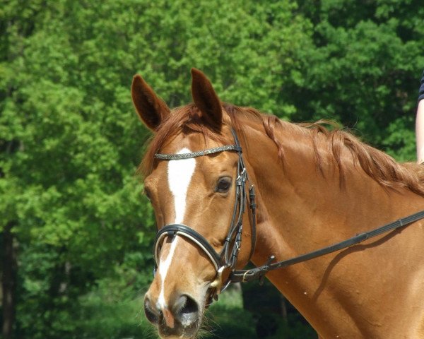 broodmare Like A Lady TV (Hanoverian, 2001, from Londonderry)