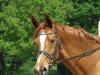 broodmare Like A Lady TV (Hanoverian, 2001, from Londonderry)