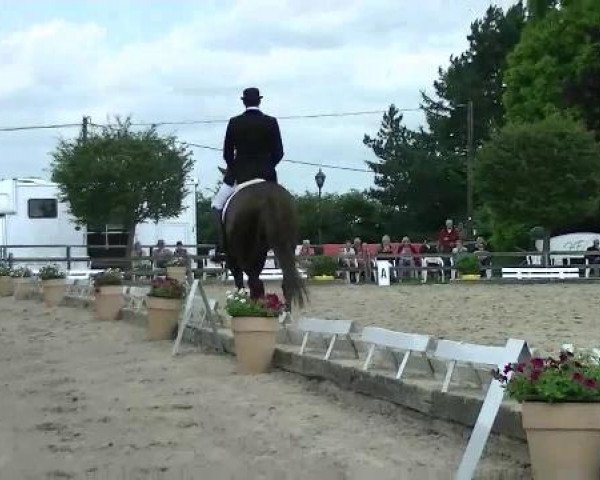 dressage horse Reiterportal24's Fliegender Pe (unknown,  )