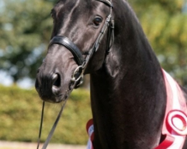 stallion Doolittle (Hanoverian, 2005, from Don Schufro)