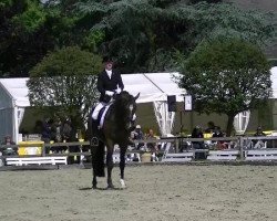 dressage horse Sterngold (Oldenburg, 2007, from Sungold 2)