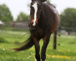 broodmare Baroness (Rhinelander, 1991, from Barlöwe)