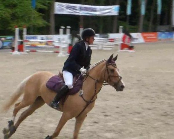 Springpferd Dolce Ragazza (Deutsches Reitpony, 2005, von Bartholomeo)