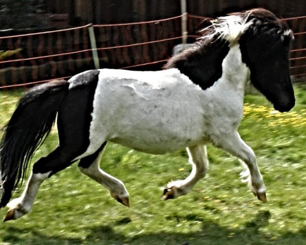 Zuchtstute Cascada (Shetland Pony, 2007, von Charmeur v.St.Marwin)