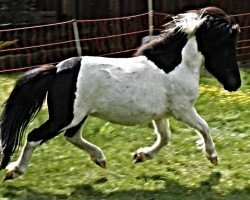 broodmare Cascada (Shetland Pony, 2007, from Charmeur v.St.Marwin)