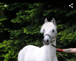 Pferd Rocco (Deutsches Reitpony,  , von Renoir)