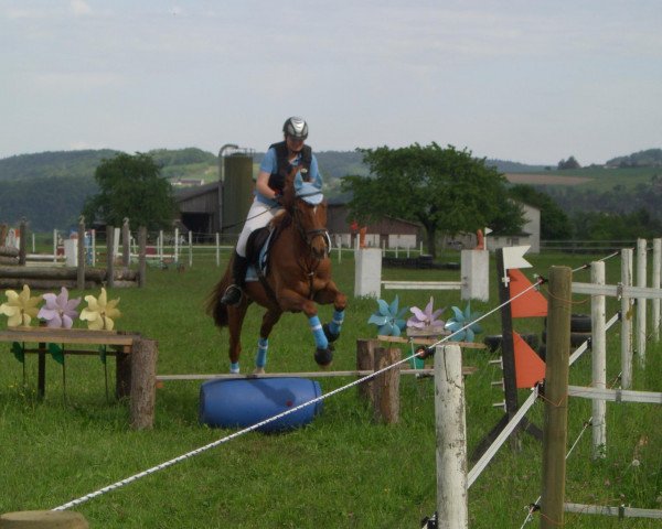 dressage horse Gülsary (Württemberger, 1992)