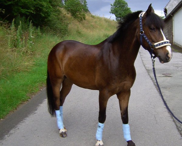 jumper Crazy (German Riding Pony, 1997)