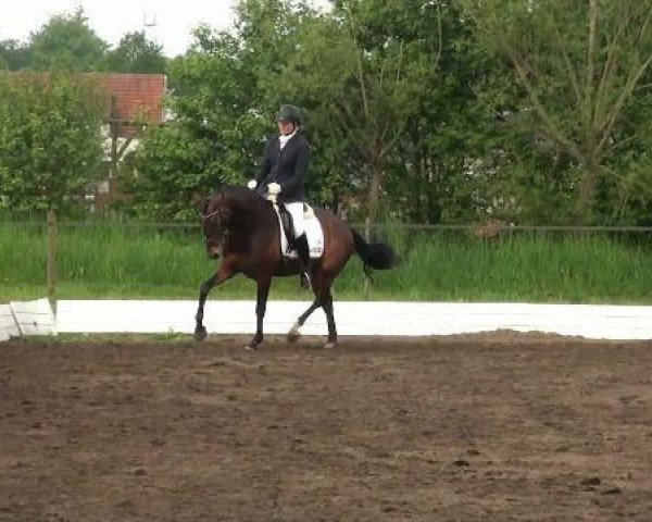 dressage horse Donizetti 39 (Hanoverian, 2008, from Don Frederico)