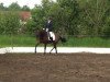 dressage horse Donizetti 39 (Hanoverian, 2008, from Don Frederico)